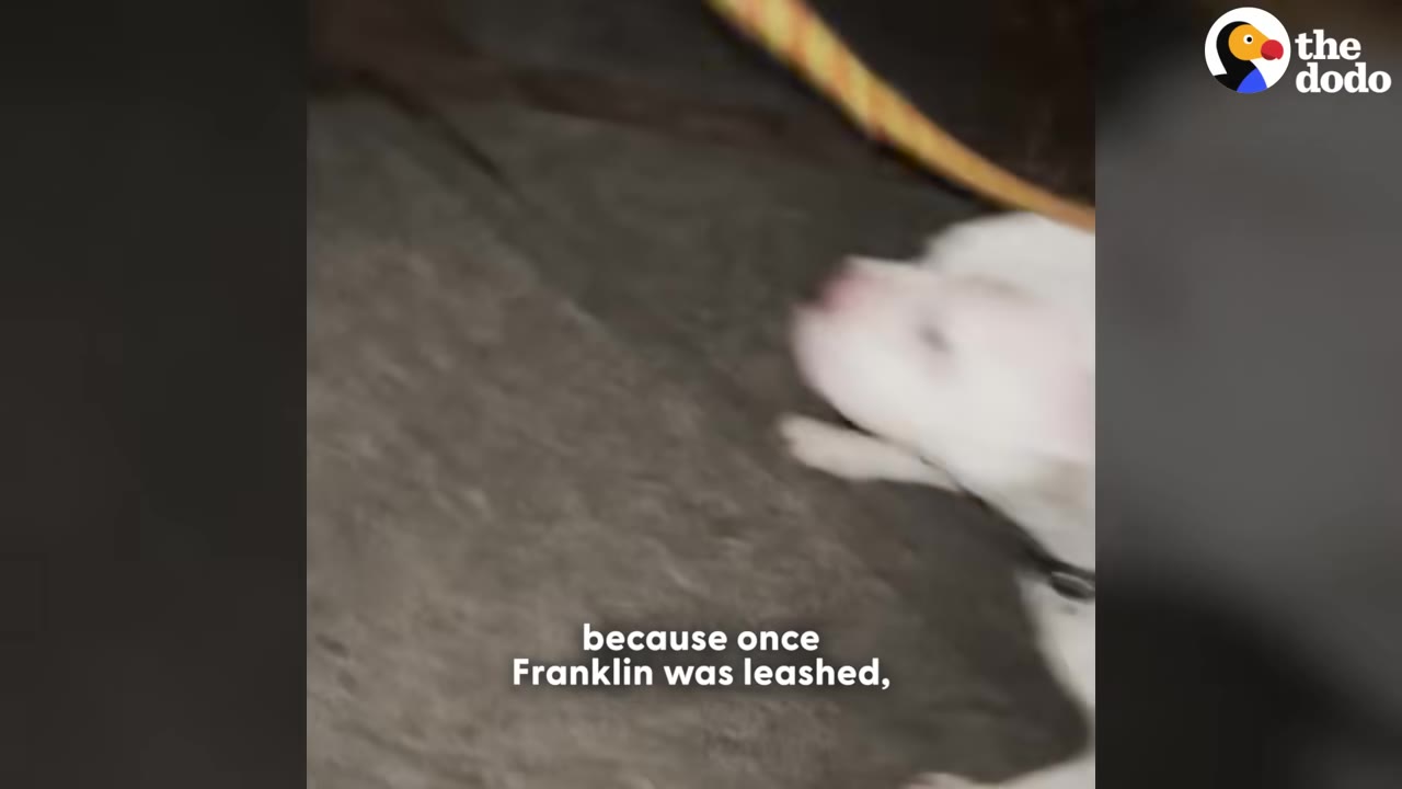 A close-up, slightly motion-blurred shot of a small white dog being secured with a leash.