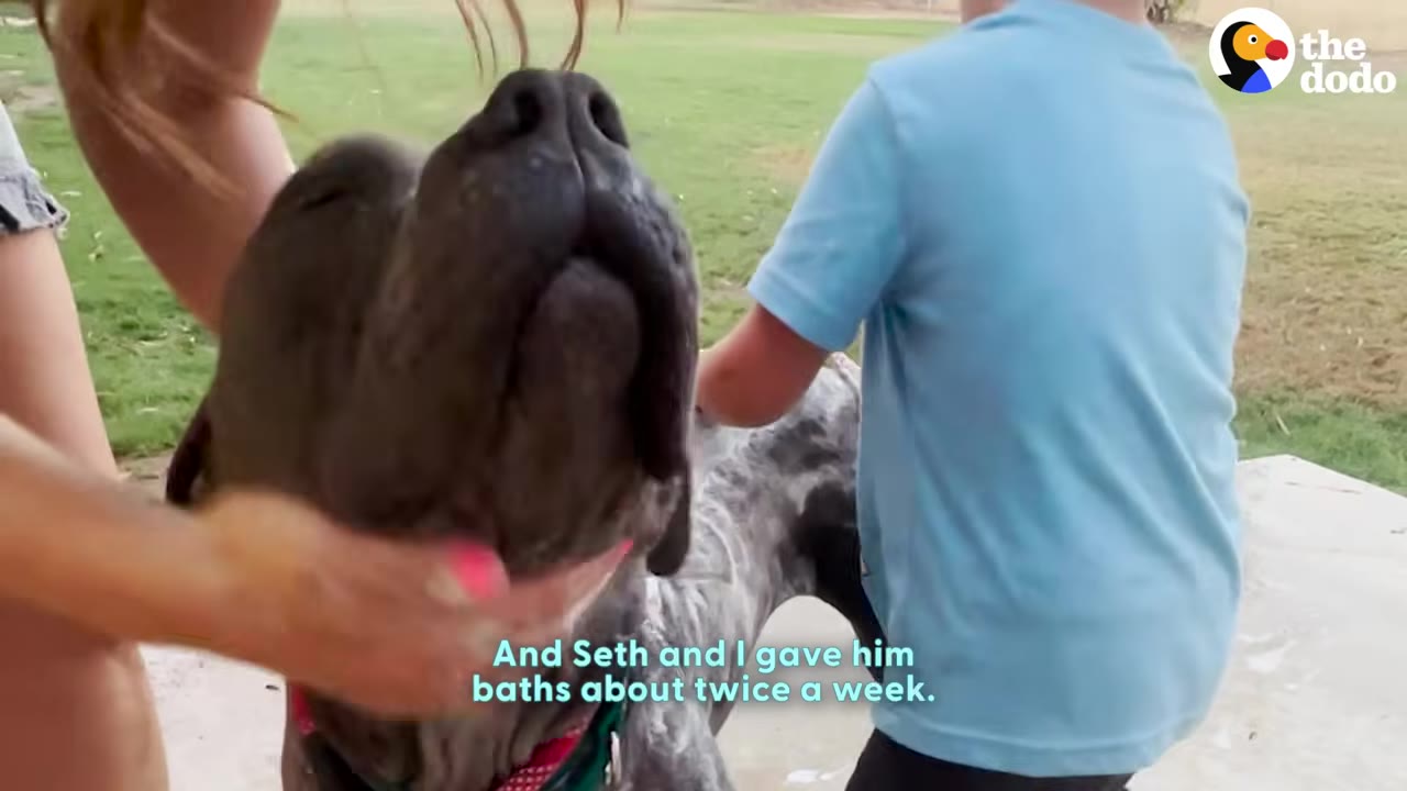 A large grey and black dog looks up as a woman gently pets its neck and a young boy in a blue shirt stands beside it outdoors.