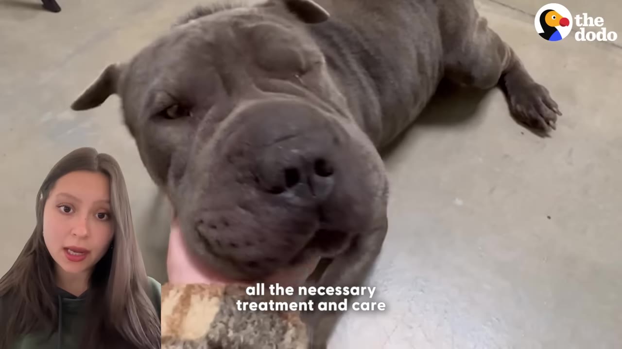 A close-up of a grey pit bull-type dog being gently petted under the chin while lying down.