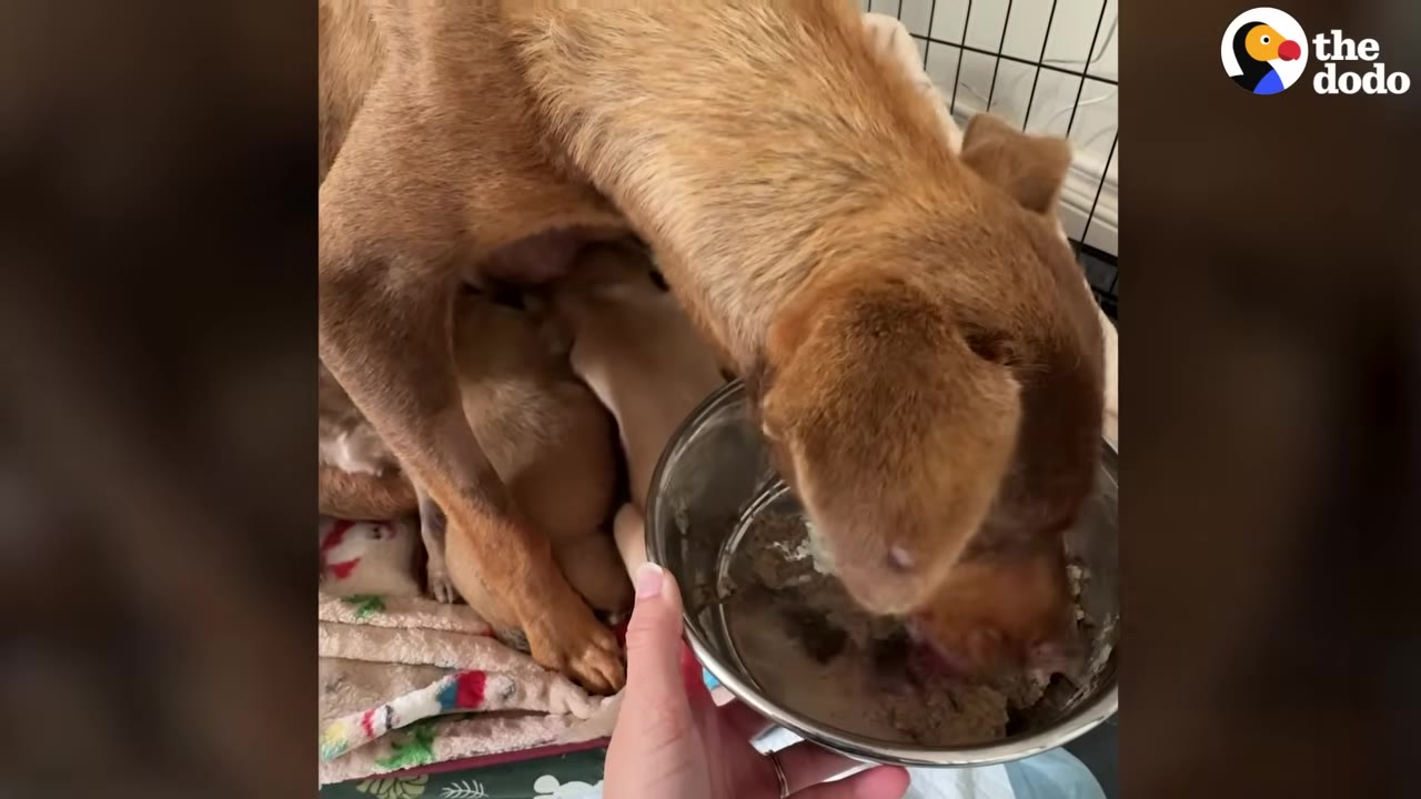 A brown dog eats food from a metal bowl held by a person's hand, while her puppies rest nearby on a blanket.