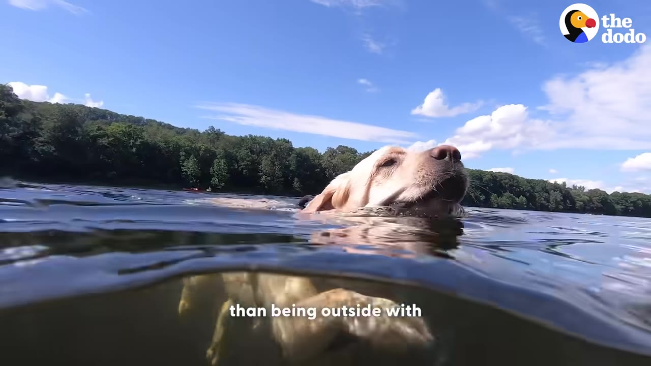 A split-level shot of a golden retriever swimming in a calm lake under a blue sky, with its head above the water and its body visible beneath the surface.