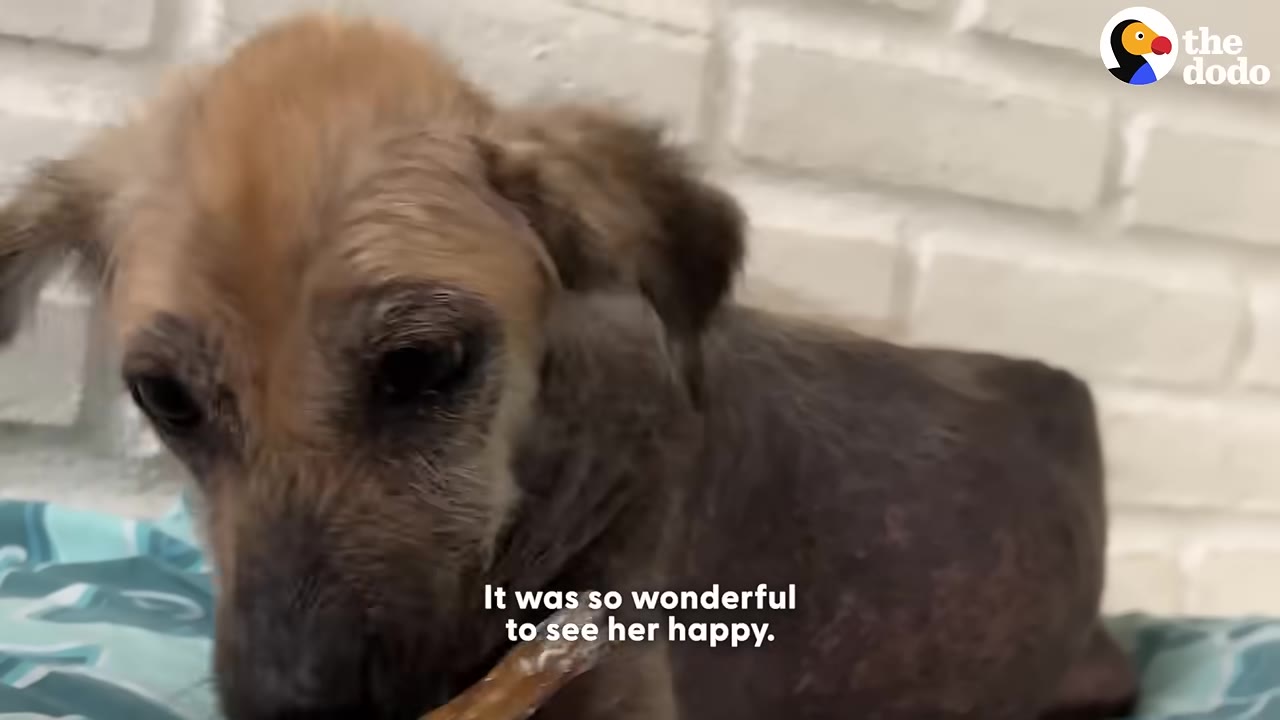 A brown dog with short fur sits on a blue patterned blanket in front of a white brick wall, chewing on a treat.
