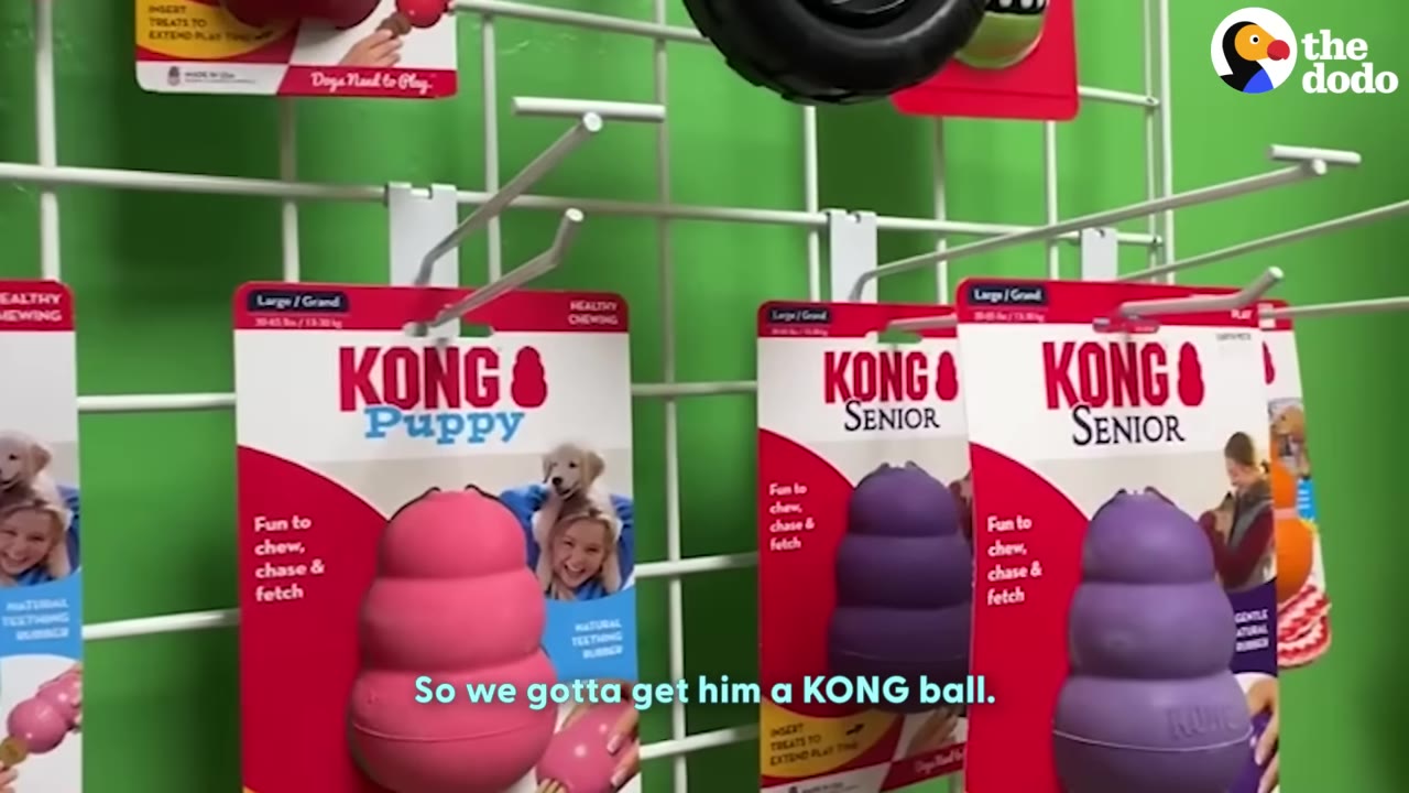 A store display of KONG dog toys hanging on a white wire rack against a green wall, including a pink KONG Puppy toy and purple KONG Senior toys.
