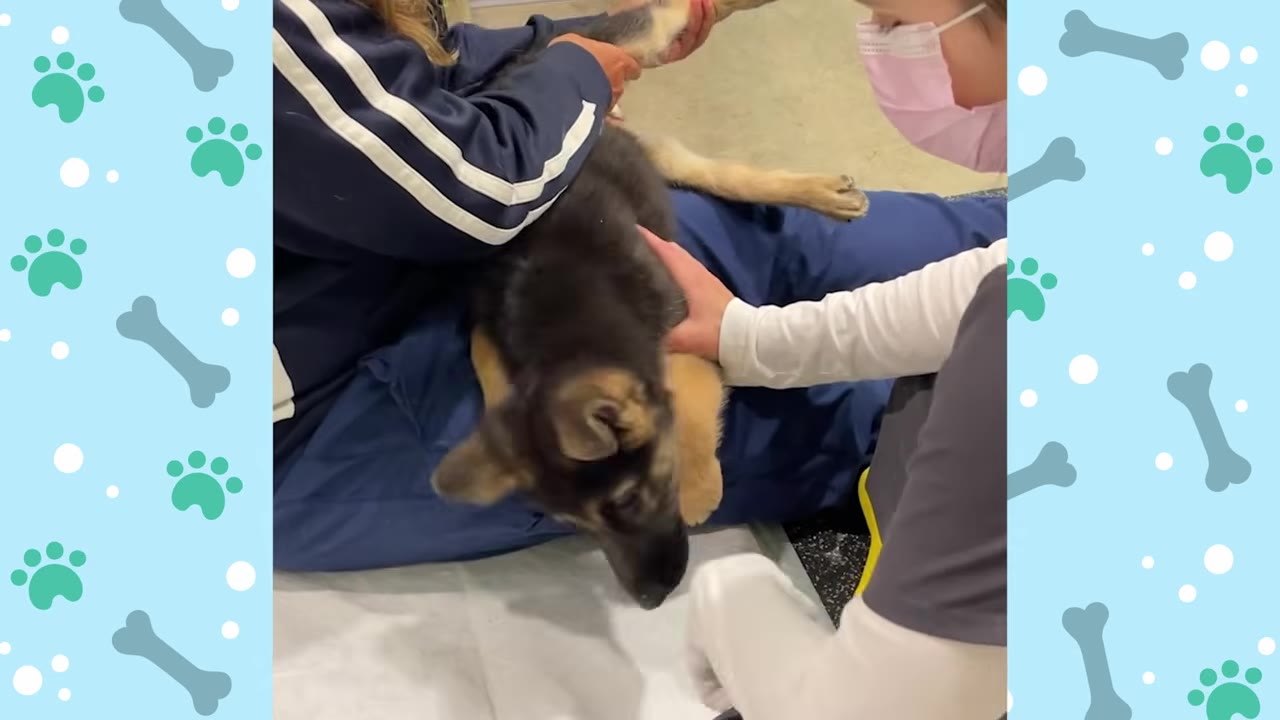 A German Shepherd puppy lies on its side while two veterinary professionals gently stretch and massage its hind legs during a physical therapy session.