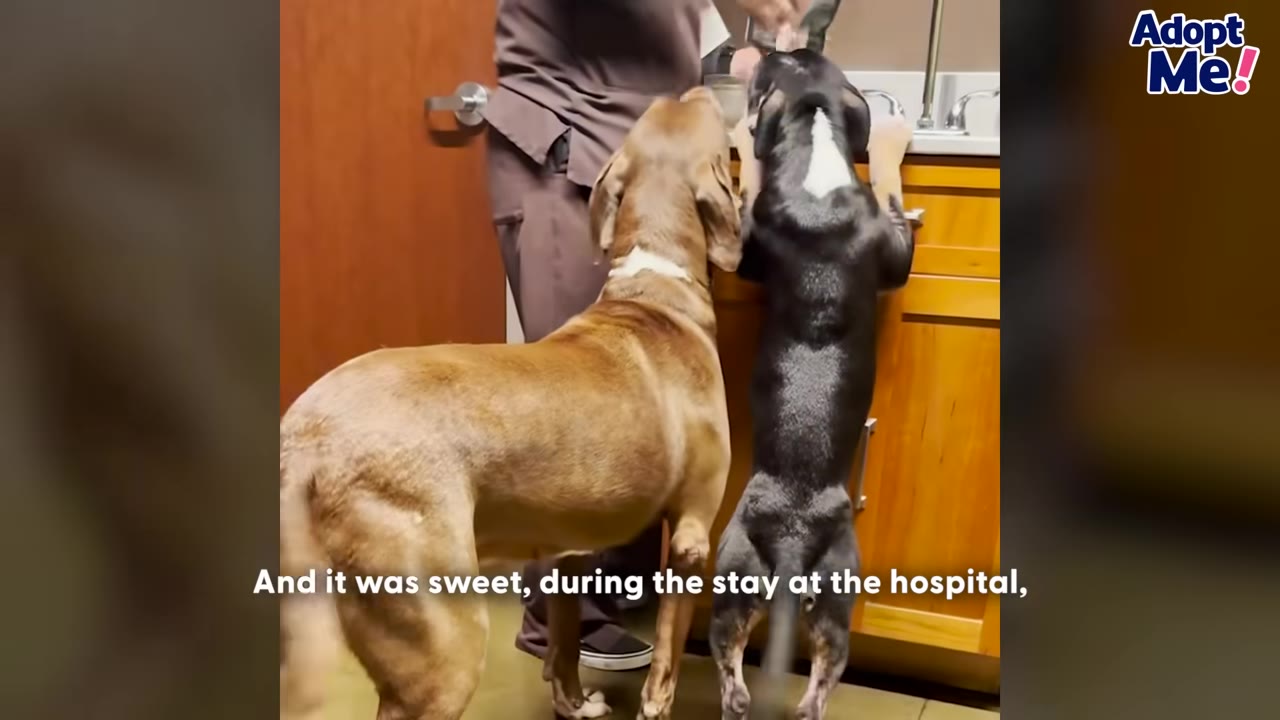 Two dogs, one brown and one black with a white chest, stand on their hind legs to look over a counter in a veterinary clinic next to a person wearing scrubs.