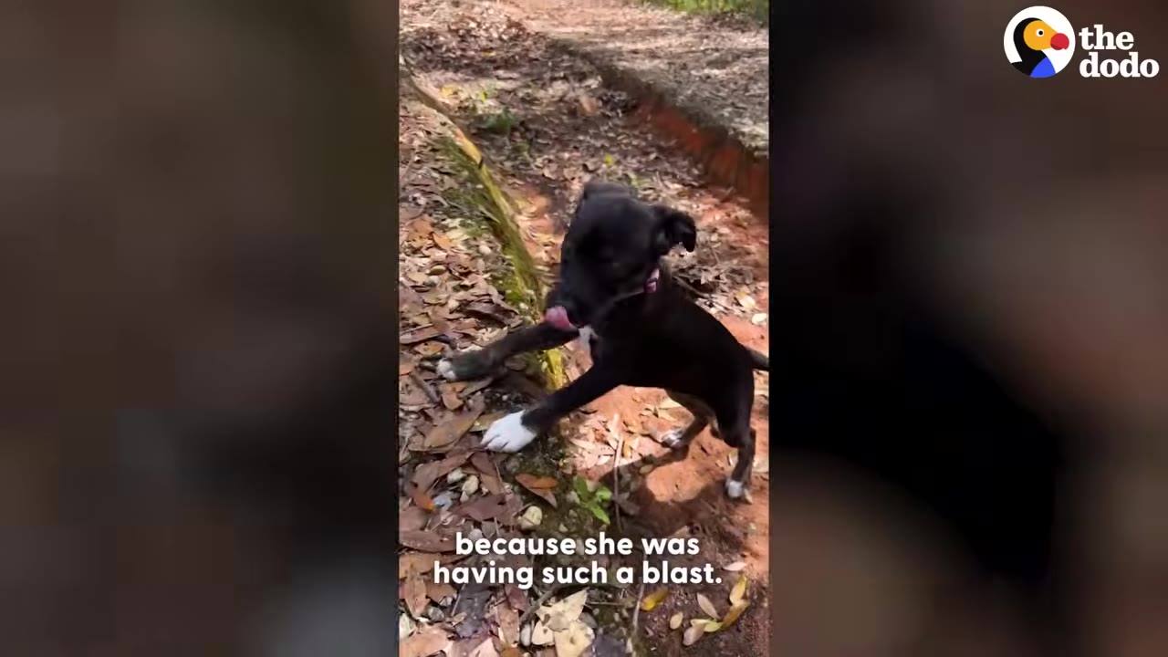 A small black puppy with white paws stands on a dirt trail covered in fallen leaves, looking up with its tongue slightly out.