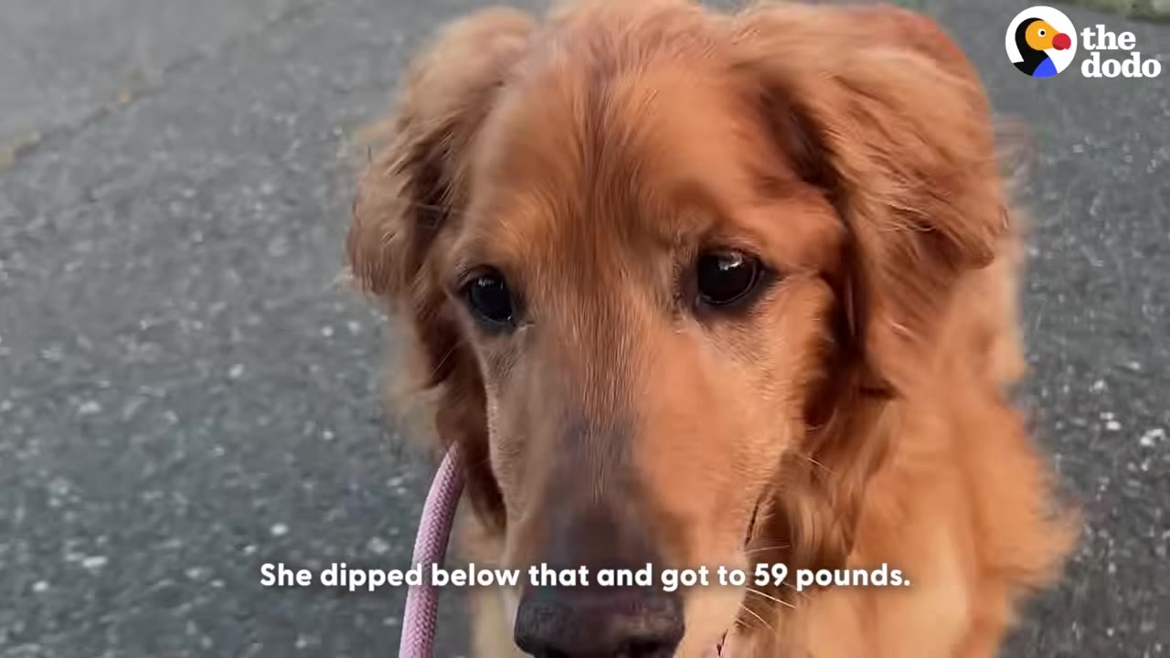 A close-up shot of a healthy golden retriever looking directly at the camera while on a leash.