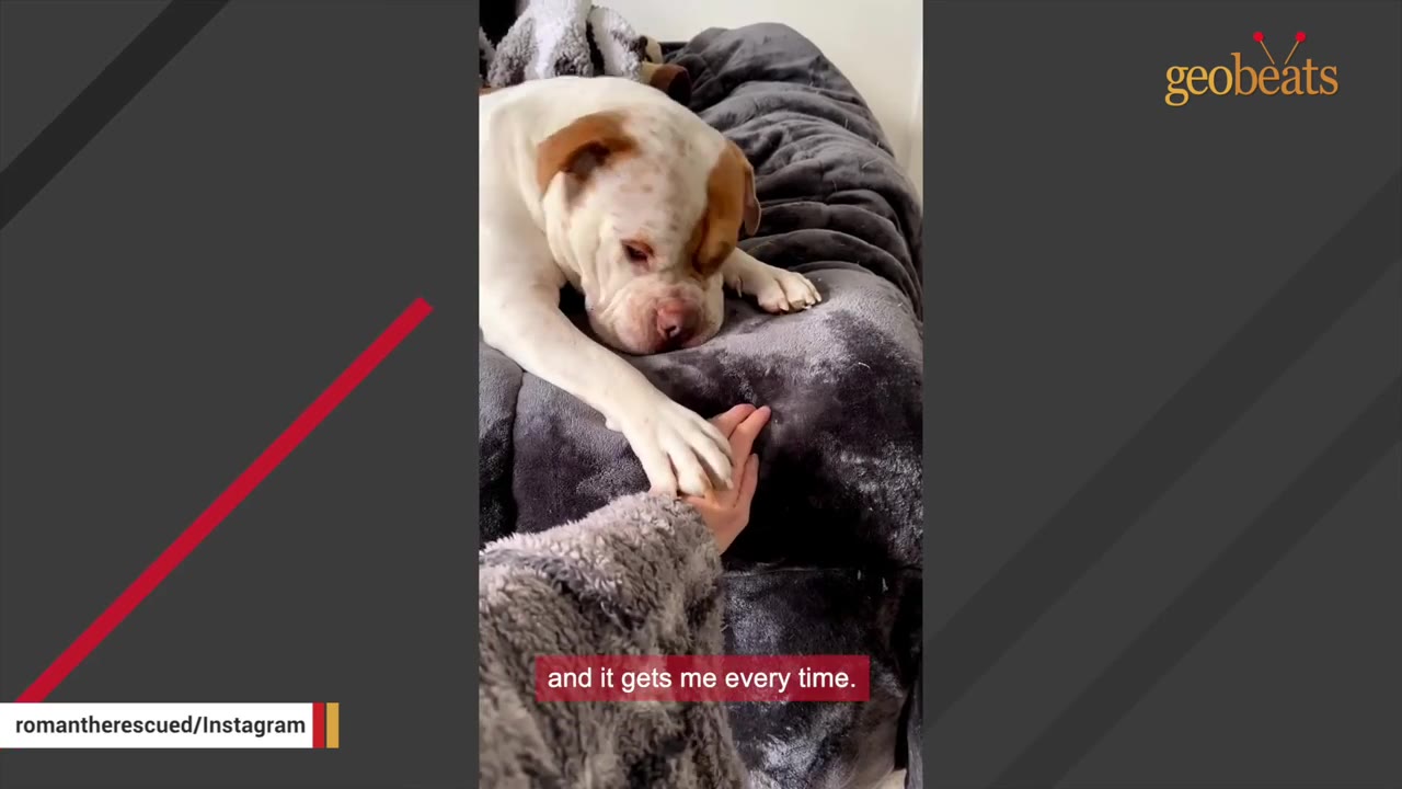 A brown and white dog lies on a grey blanket, resting its paw in a person's open hand.