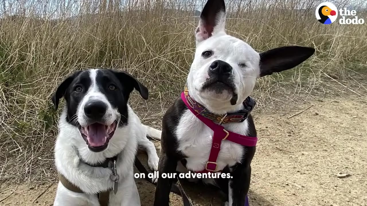 Two dogs, one black and white and one white with black patches and one eye, sitting side-by-side on a dirt trail with dry grass in the background.