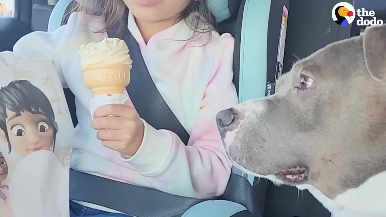 A young girl in a car seat holds a vanilla ice cream cone while a grey and white dog looks at her with wide, hopeful eyes.