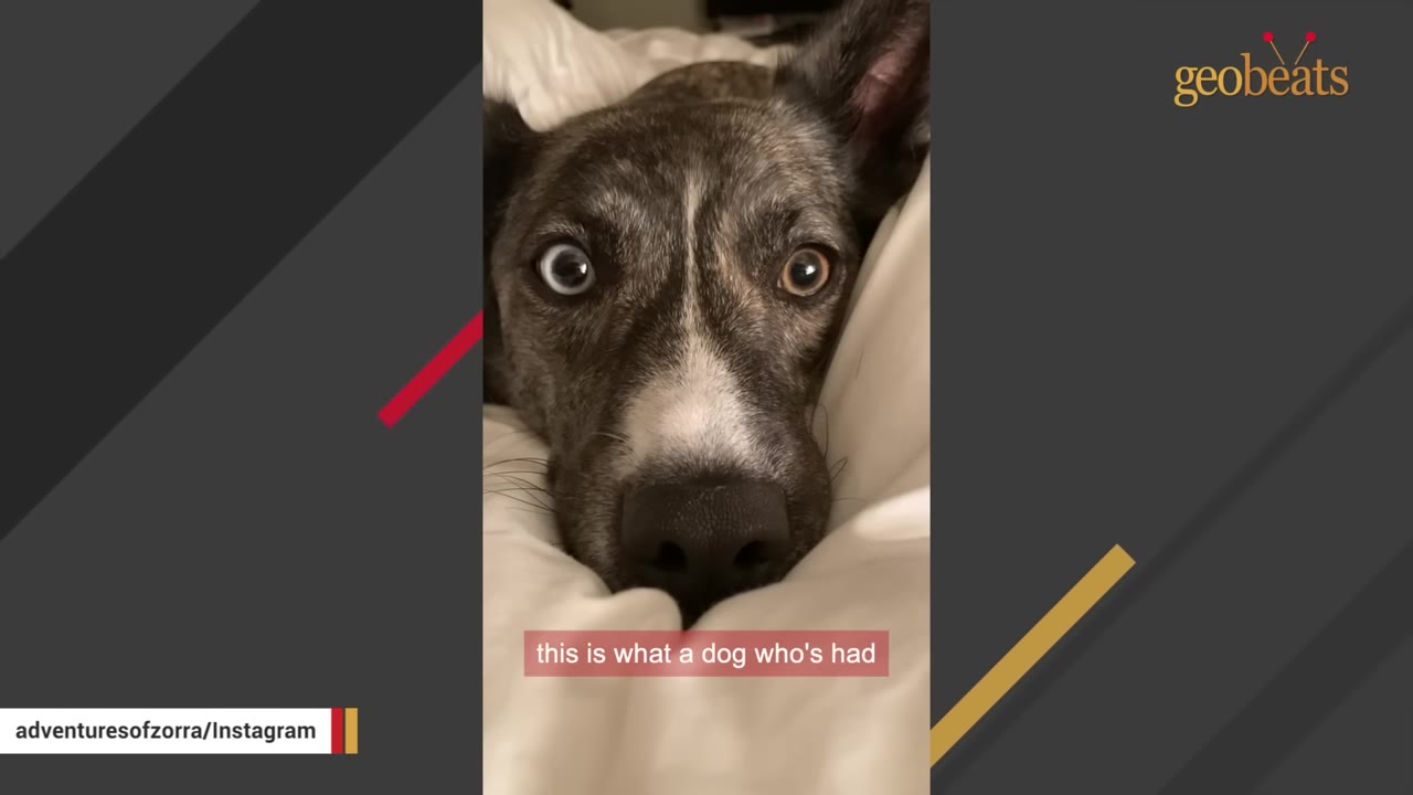 A close-up of a brindle dog with heterochromia, one blue eye and one brown eye, looking directly at the camera while resting on a white pillow.