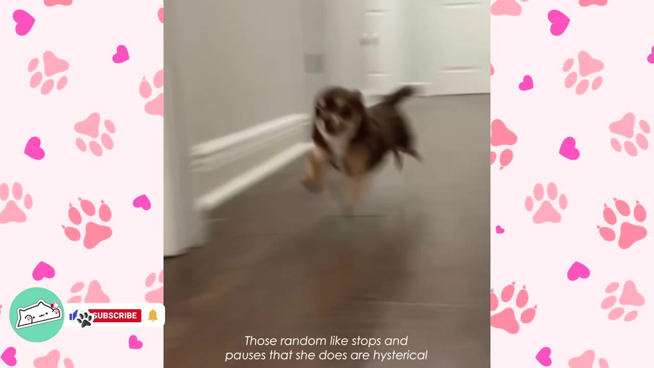 A small brown and black dog running excitedly down a hallway.