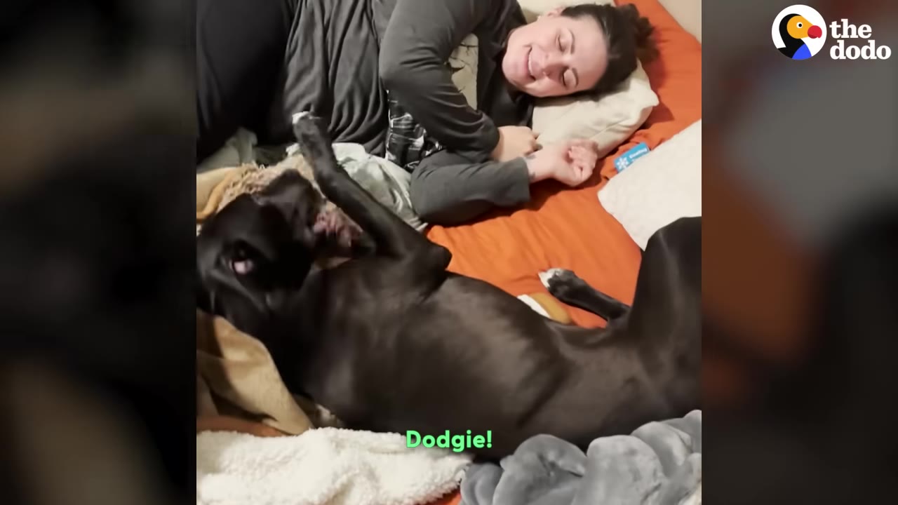 A woman smiles warmly as she lies in bed next to a black dog rolling on its back.