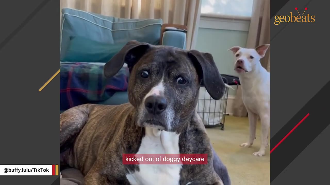 A brindle dog with wide eyes looks directly at the camera while a white dog stands in the background, with a text overlay reading 'kicked out of doggy daycare'.