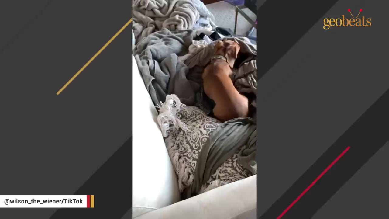 A brown dachshund dog sits on a white couch surrounded by grey blankets.