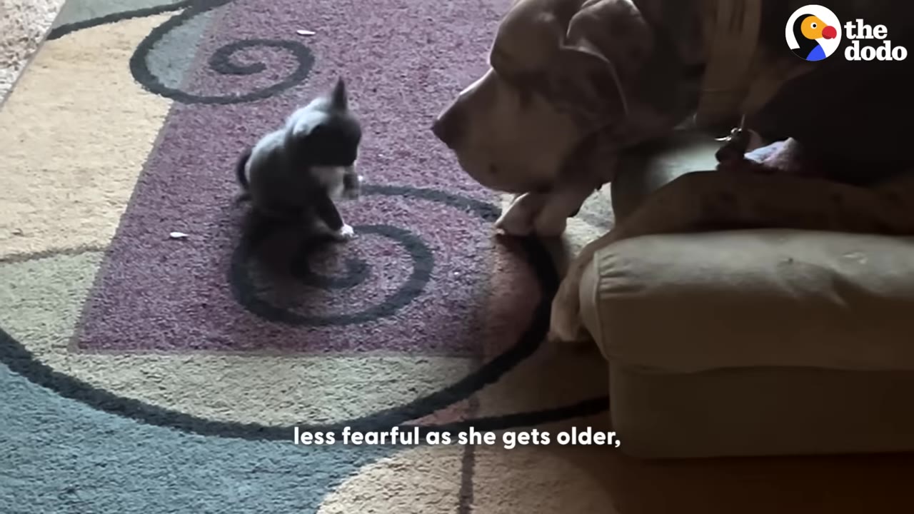 A tiny grey and white kitten stands on a patterned rug, looking up at a large brown dog leaning down from a couch to sniff it.