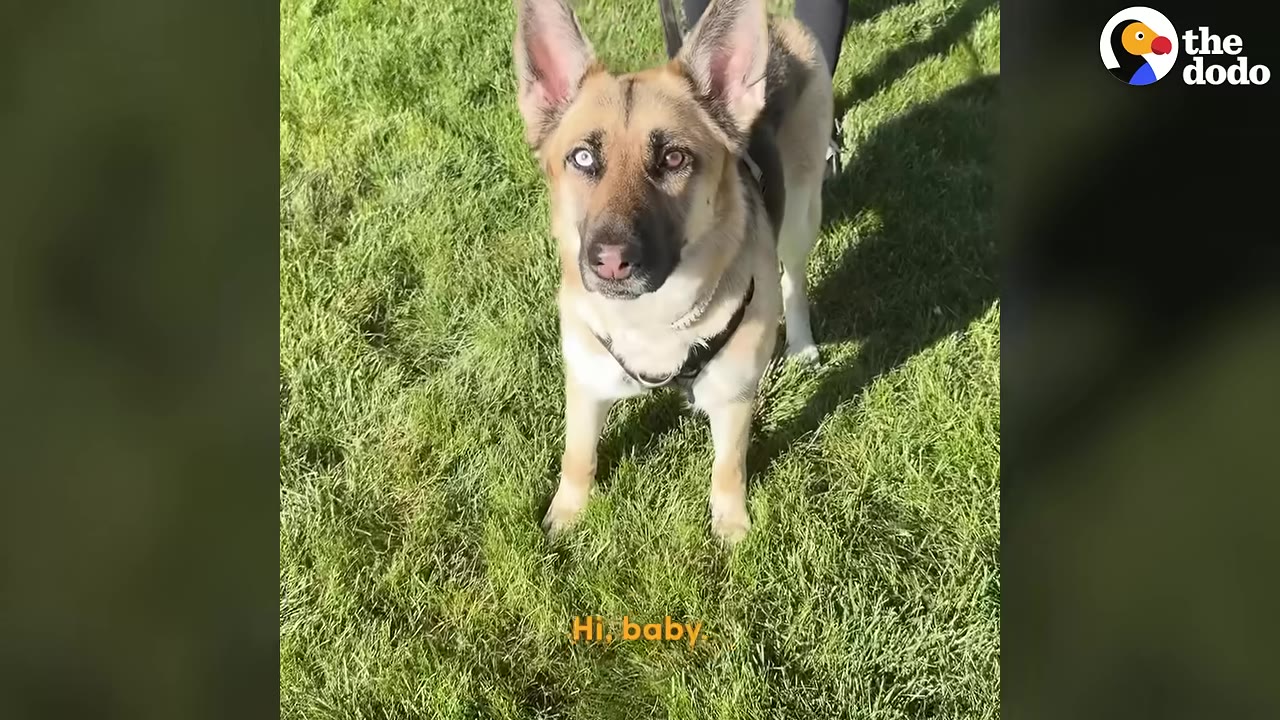 A German Shepherd mix with one blue eye and one brown eye stands on green grass, looking up toward the camera.