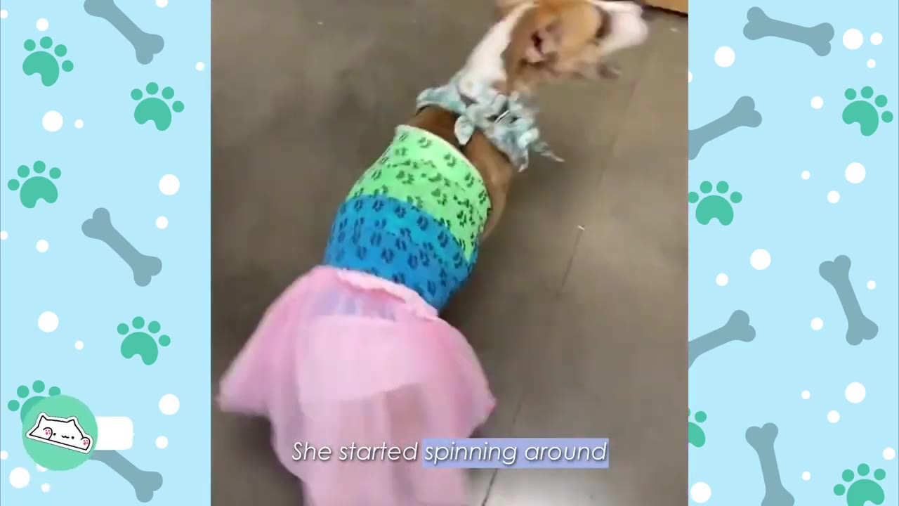 A small brown and white dog wearing a colorful striped shirt and a pink tutu spins around on a grey floor.