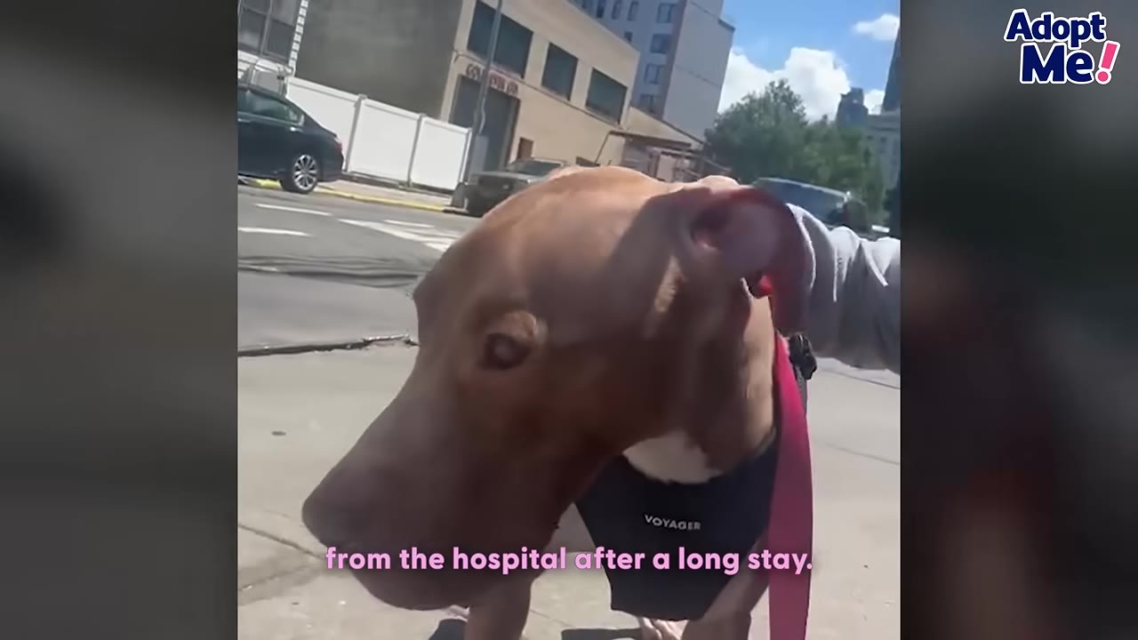 A brown dog wearing a black harness walks on a sidewalk outside, with a pink leash visible.