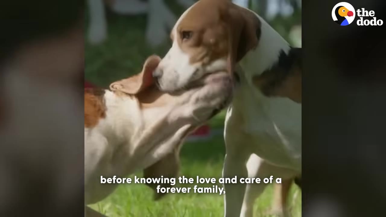 Two rescued beagles playfully interacting and nuzzling each other on a grassy lawn.