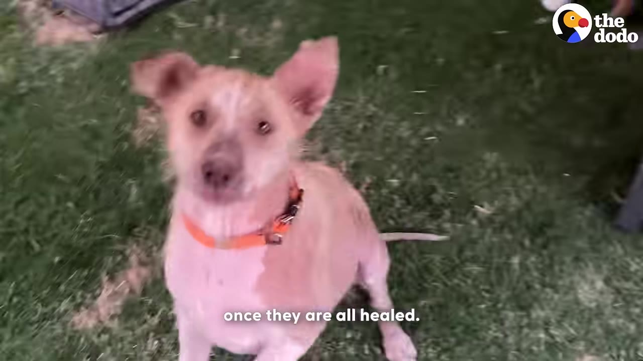 A light-colored dog with an orange collar sits on the grass and looks up at the camera.