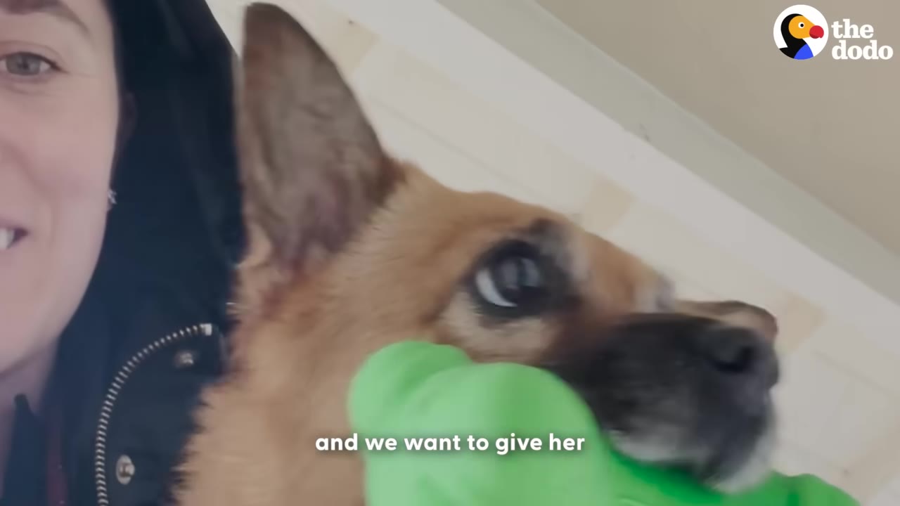 A close-up of a brown dog holding a green toy in its mouth while being held by a person.
