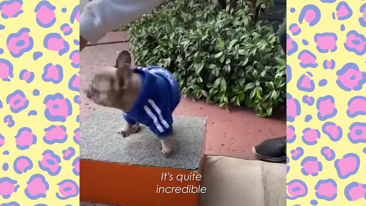 A small French bulldog wearing a blue and white track jacket stands on a small carpeted step outdoors.