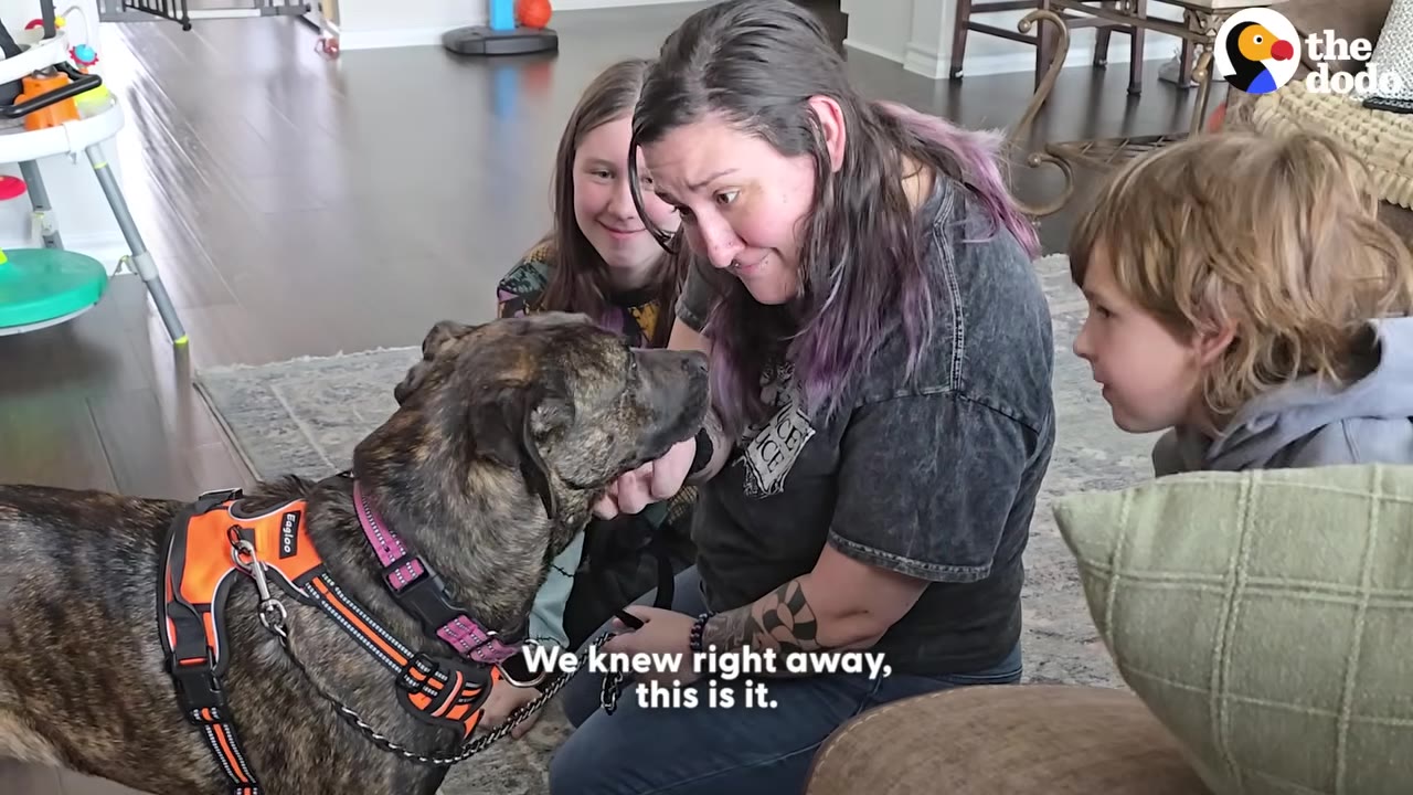 A brindle dog wearing an orange harness is greeted by a woman, a young girl, and a young boy sitting on the floor of a living room.