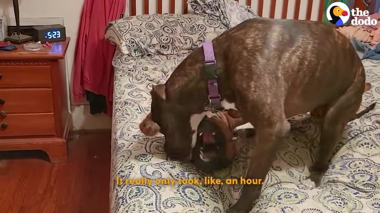 A brindle dog and a tan dog playfully wrestling together on a patterned bedspread.
