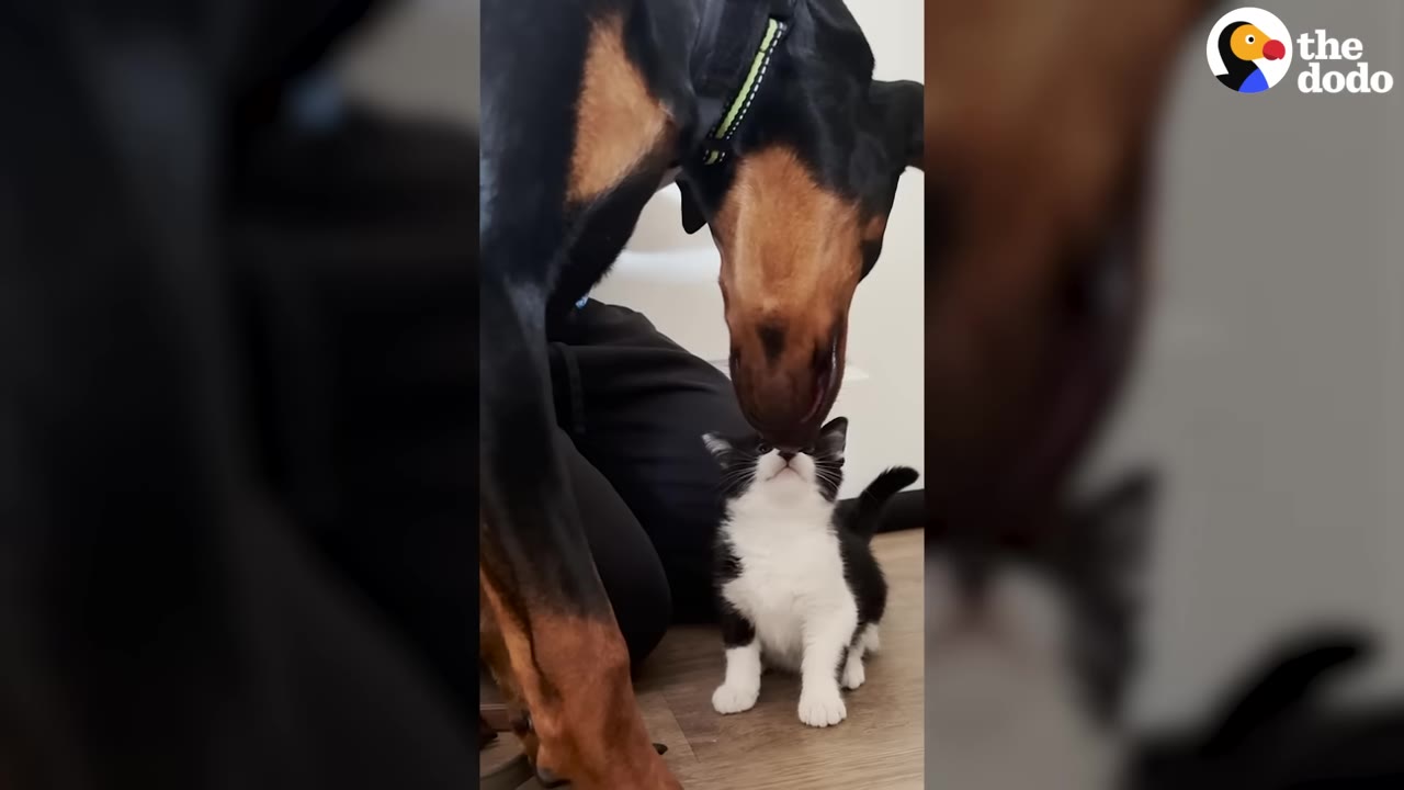 A black and tan Doberman gently lowers its nose to sniff a small black and white kitten looking up at it.