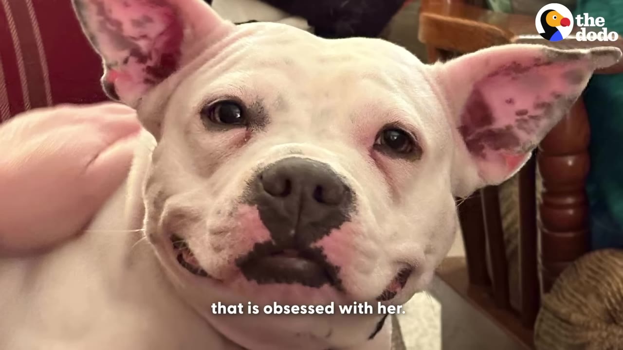 A close-up of a happy white dog with pink-tinted ears and nose, looking directly at the camera while being petted.