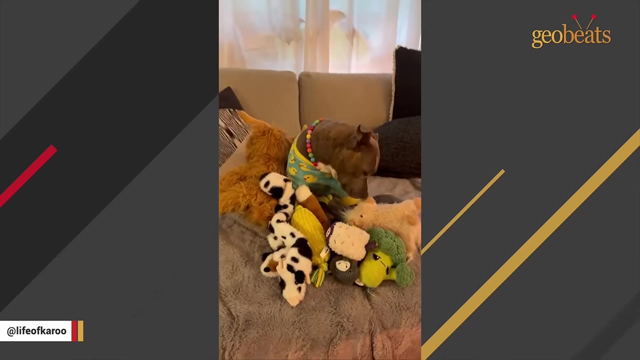 A gray and white dog wearing yellow pajamas and a colorful collar sits on a gray couch surrounded by several plush toys, including a stuffed cow, broccoli, and other animals.