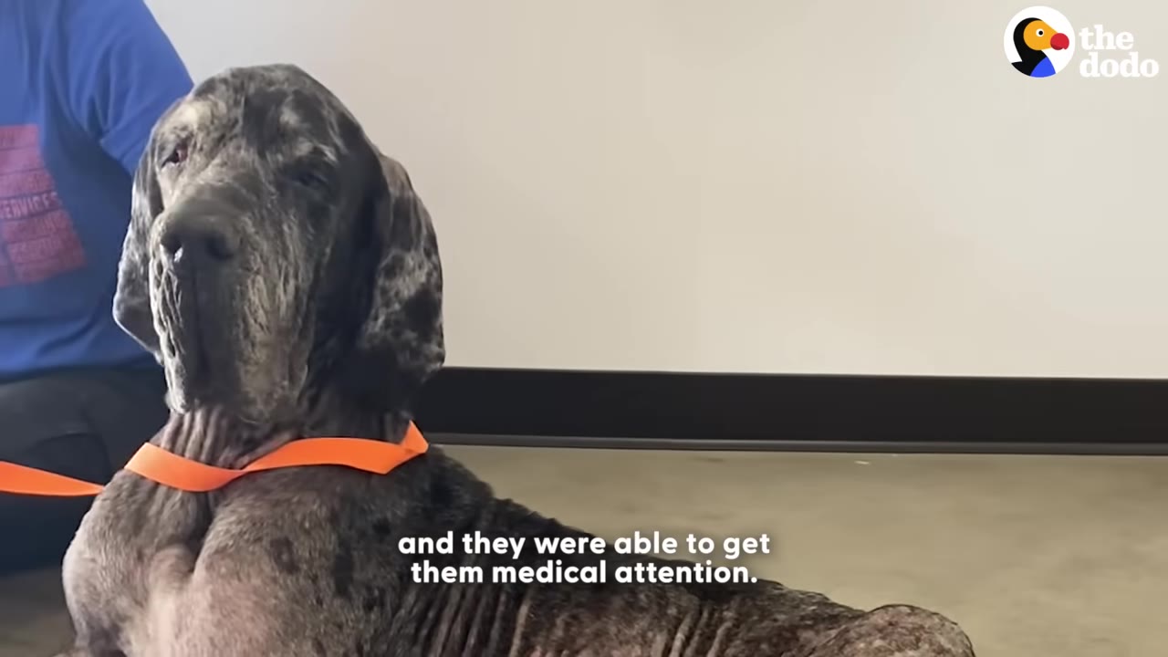 A brindle Great Dane wearing an orange collar sits patiently as a person in a blue shirt sits beside them, with text on screen reading 'and they were able to get them medical attention.'