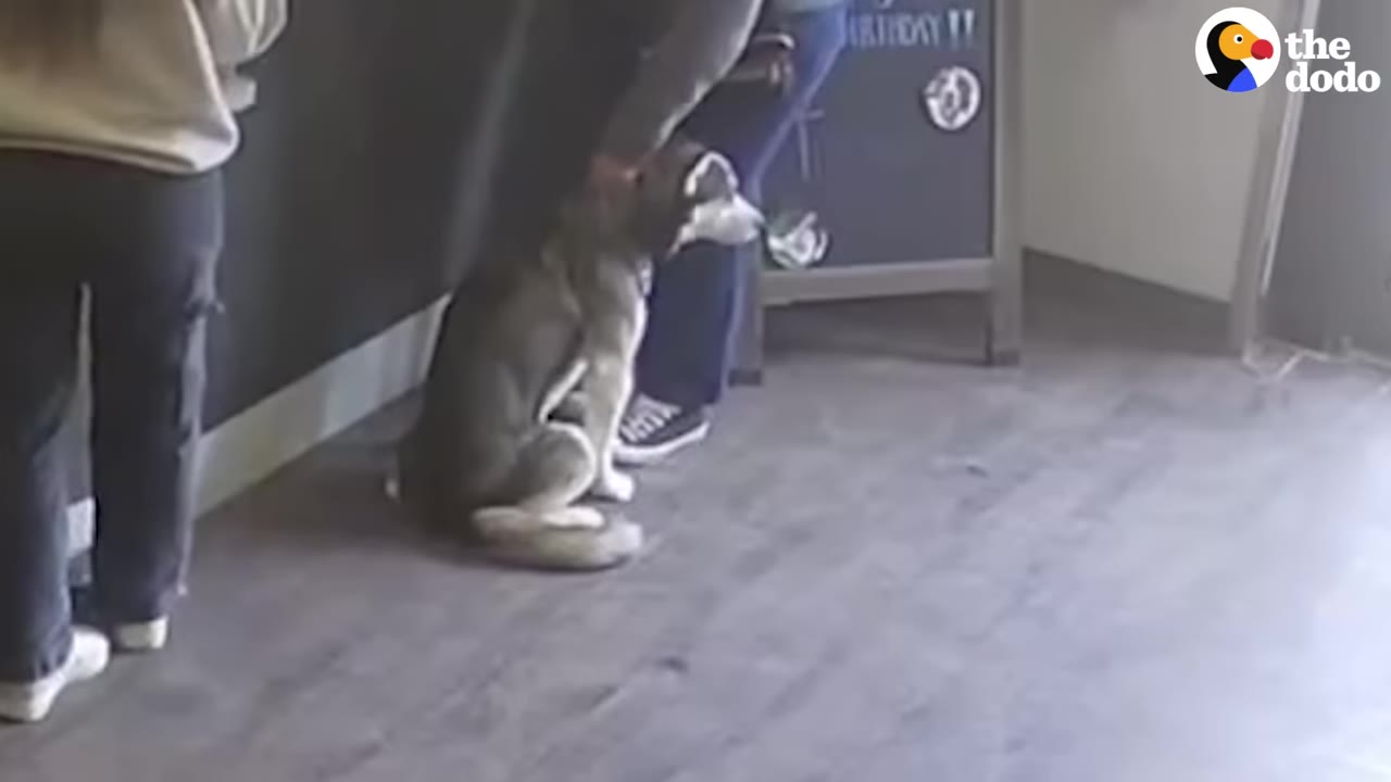 A husky dog sits on a wooden floor while a person gently holds its neck.