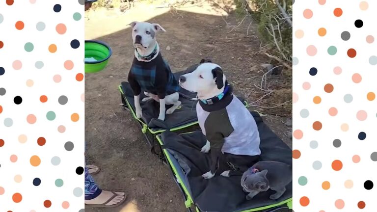 Two Washington Dogs Whined Outside The Bathroom All Night Over The Guest Hidden Inside