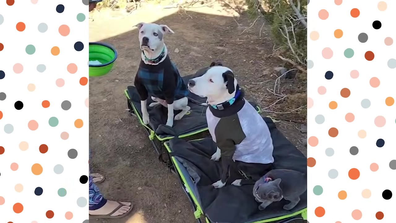 Two dogs wearing sweaters sit on outdoor pet cots while a small grey cat sits on the cot next to one of them.