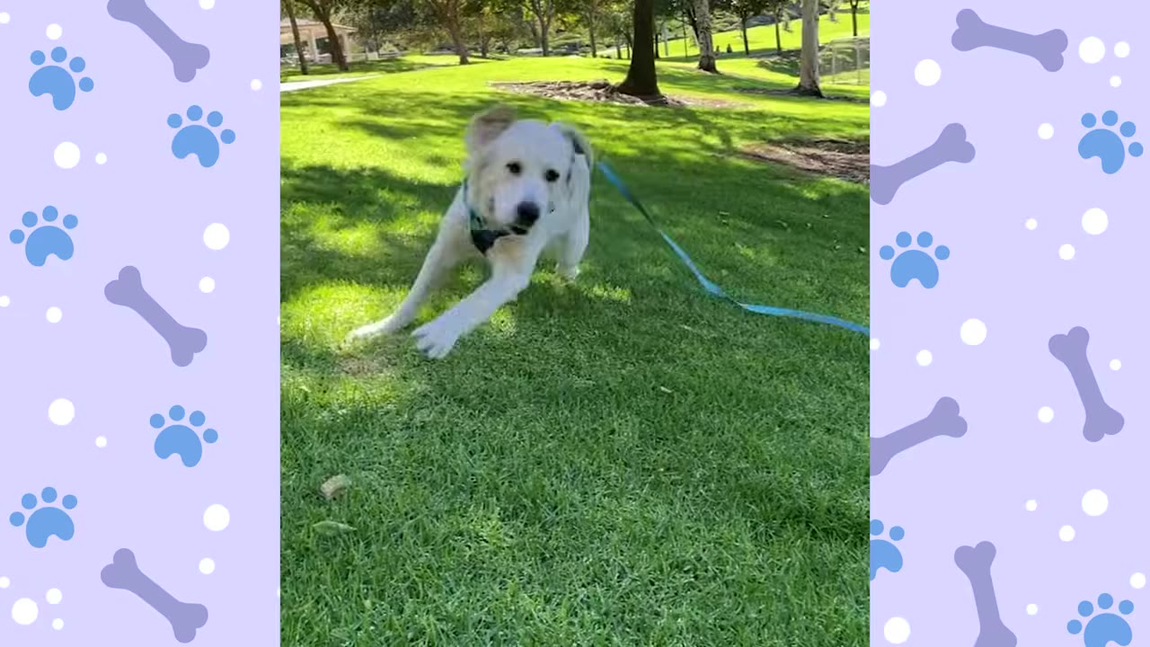 A white dog wearing a collar and leash runs happily across a green grassy field in a park.