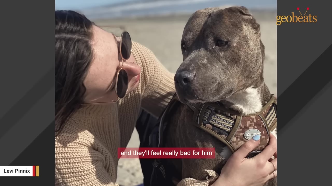 A close-up of a brindle and white pit bull-type dog wearing a camouflage harness, being gently held by a person wearing sunglasses and a beige sweater outdoors.