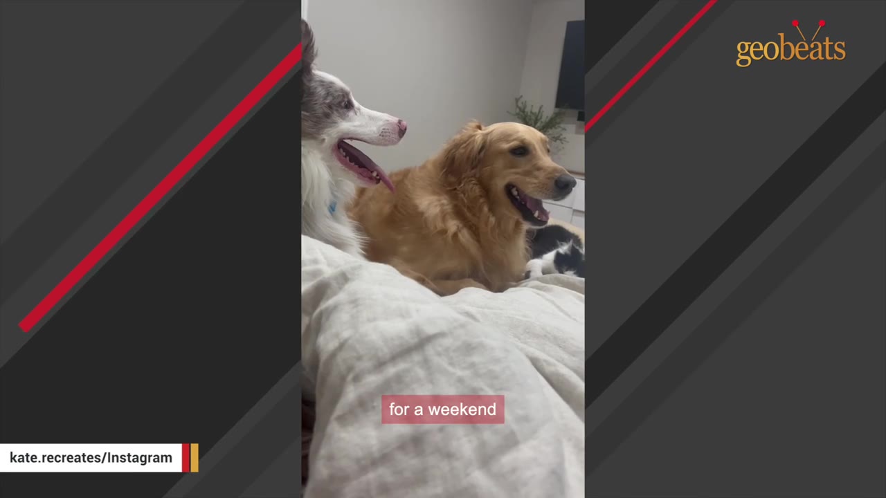 A black and white cat lies on a bed next to a golden retriever and a border collie.