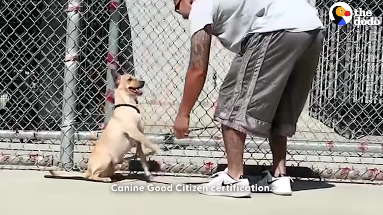 A man in shorts and a t-shirt trains a light-colored dog in front of a chain-link fence, with the text 'Canine Good Citizen certification' displayed at the bottom.