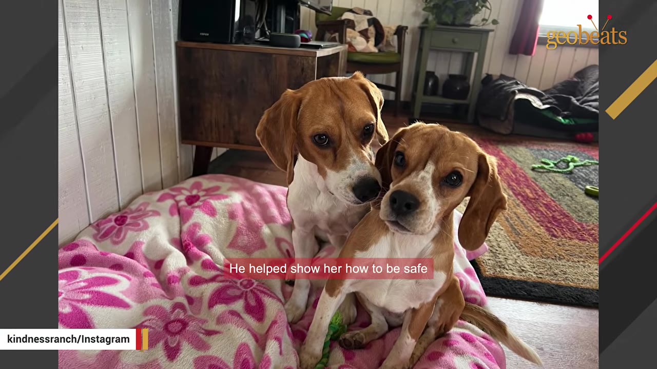 Two beagle dogs sitting together on a pink floral blanket inside a home.