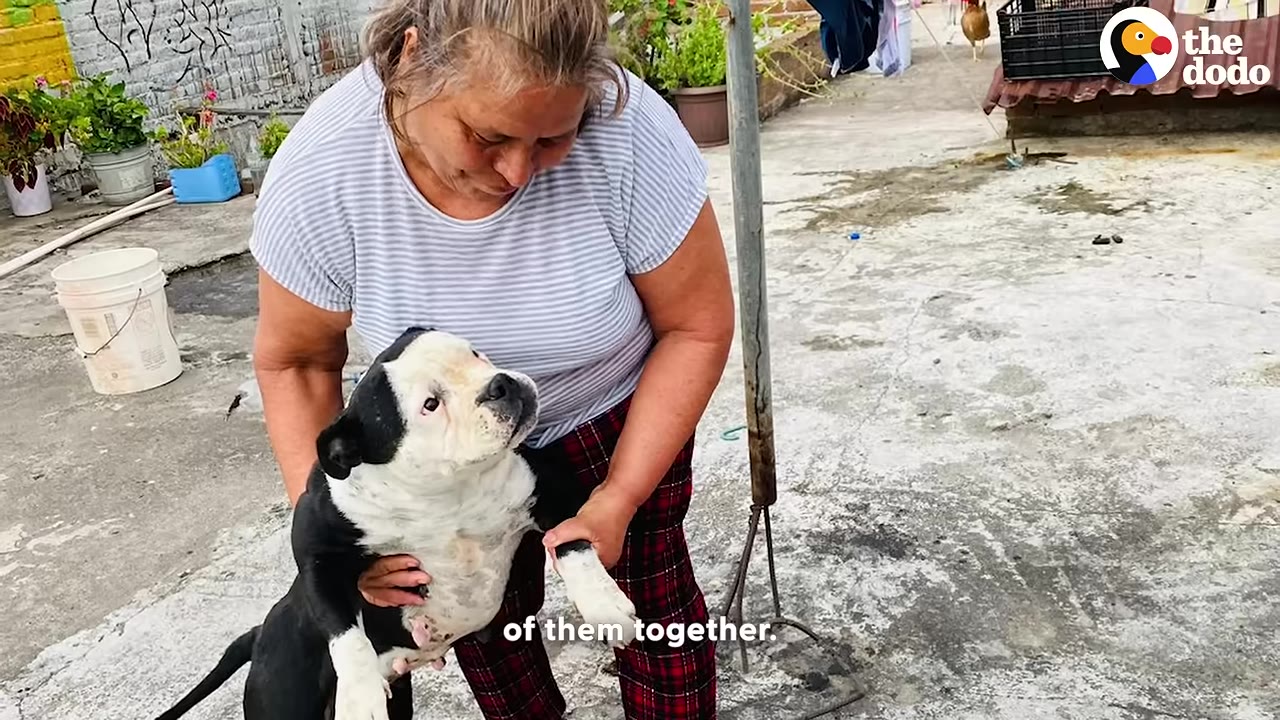 A woman in a striped shirt holds a black and white dog in her arms, looking down at it affectionately.
