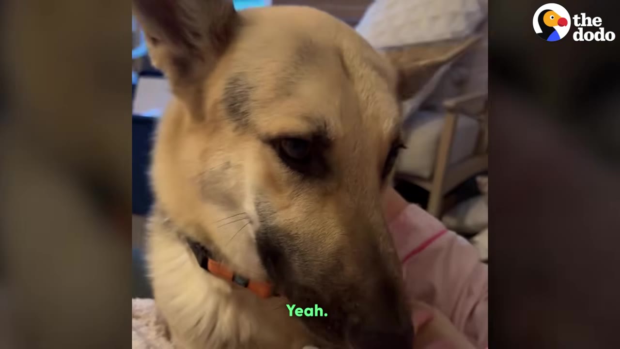 A close-up shot of a tan and black dog being gently petted while looking down.