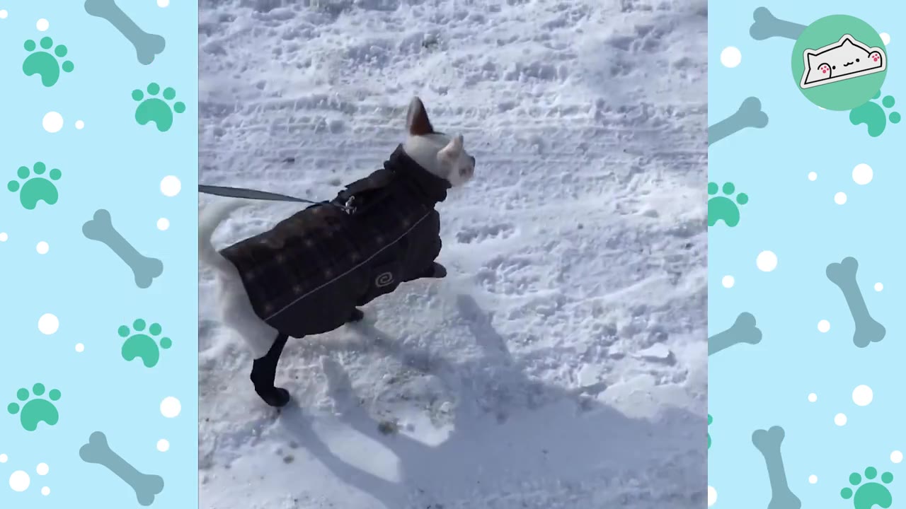 A small white dog wearing a dark plaid winter coat and black booties walks on snow while on a leash.