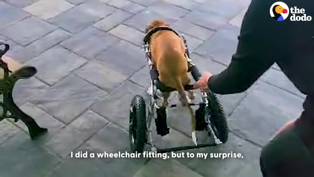 A tan dog is being fitted into a custom canine wheelchair on a paved patio by a person.