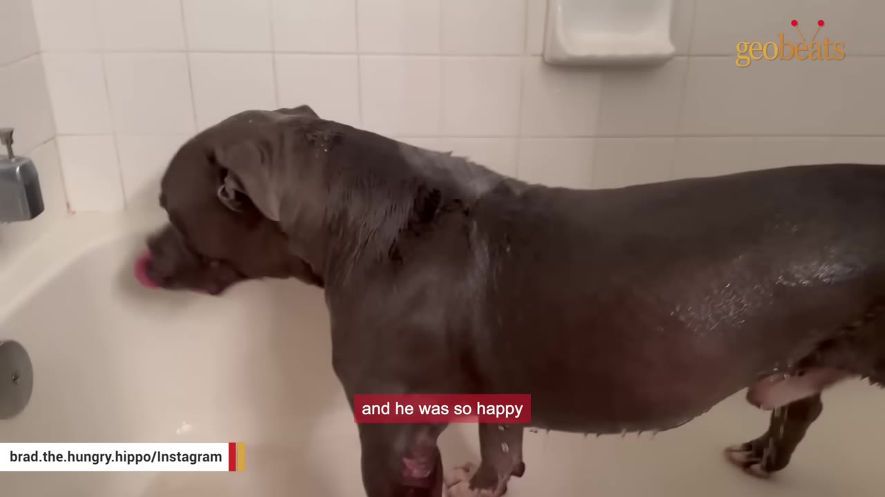 A grey pit bull stands inside a white tiled bathtub, looking towards the faucet.