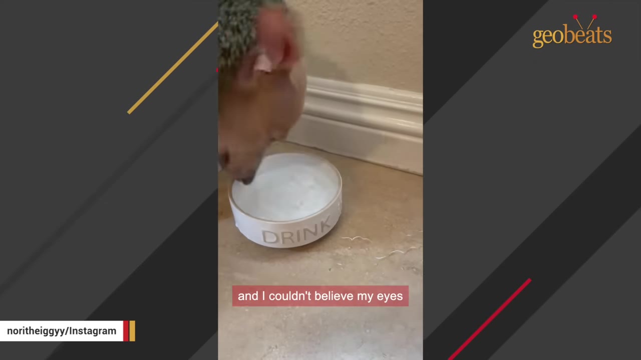 A close-up shot of a dog drinking water from a white bowl labeled 'DRINK' on a tiled floor.