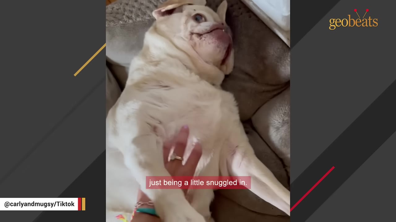 A white dog named Mugsy lying on his back on a couch, receiving chest scratches from a person's hand.
