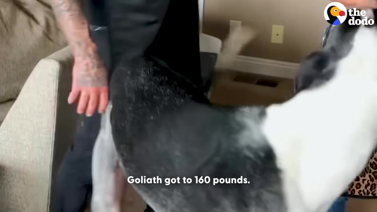 A close-up of a black and white dog being petted by a person with a tattooed arm, with the text 'Goliath got to 160 pounds.' on the screen.