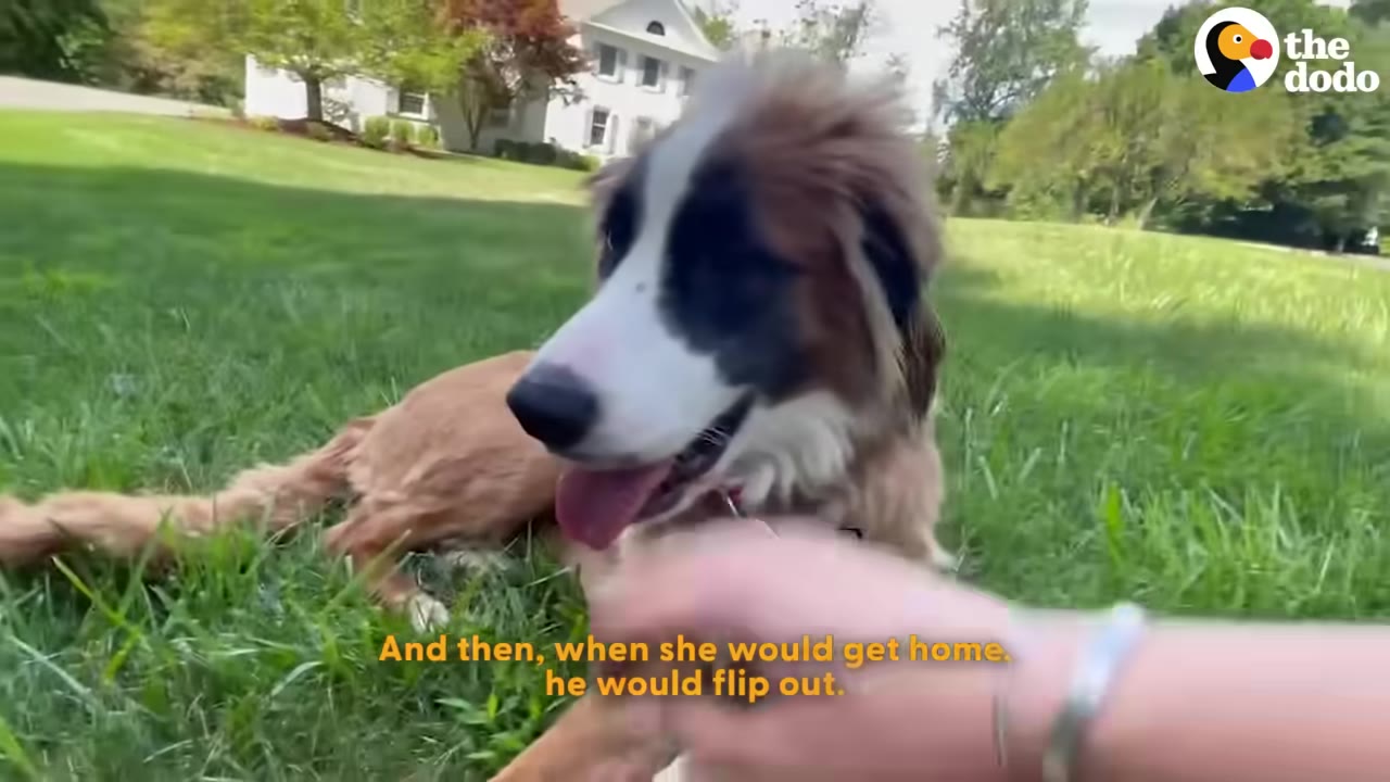 A fluffy brown and white dog lying on a green lawn, looking happy with its tongue out as a person's hand reaches to pet it.